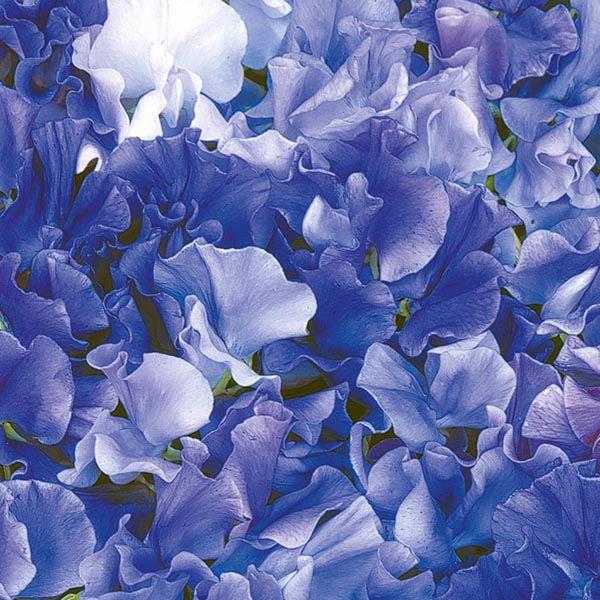 Mr Fothergill's - SWEET PEA Singing The Blues Seeds Flower Seeds | Snape & Sons