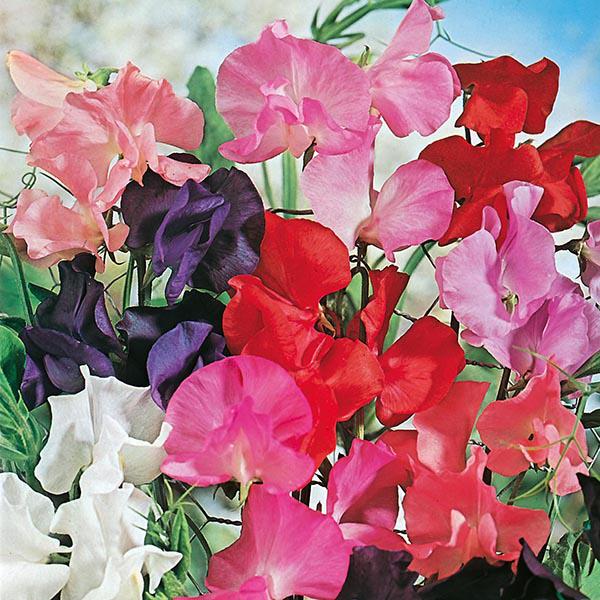 Mr Fothergill's - SWEET PEA Tall Mixed Seeds Flower Seeds | Snape & Sons