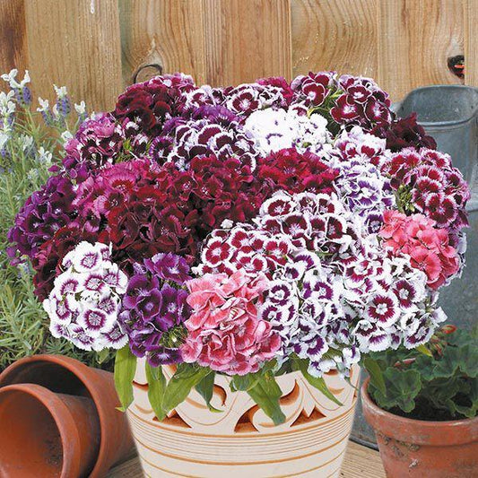 Mr Fothergill's - SWEET WILLIAM Electron Seeds Flower Seeds | Snape & Sons