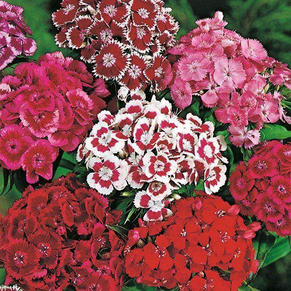 Mr Fothergill's - SWEET WILLIAM Monarch Mixed Seeds Flower Seeds | Snape & Sons