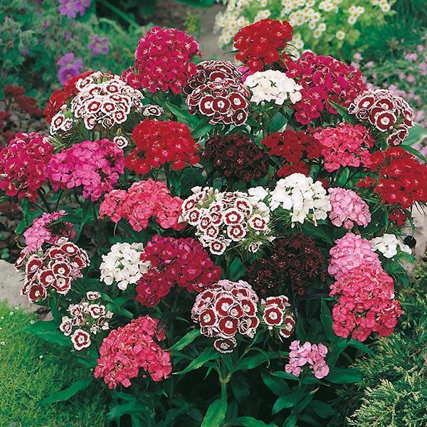 Mr Fothergill's - SWEET WILLIAM Single Mixed Seeds Flower Seeds | Snape & Sons