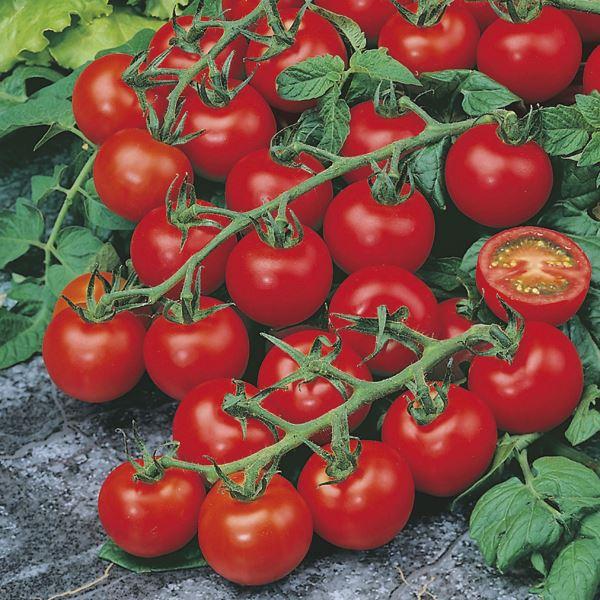Mr Fothergill's - TOMATO Red Cherry Seeds Vegetable Seeds | Snape & Sons