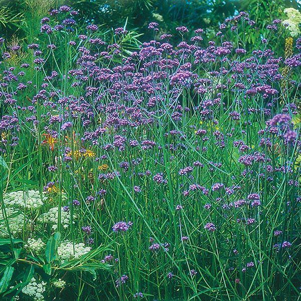 Mr Fothergill's - VERBENA bonariensis Seeds Flower Seeds | Snape & Sons