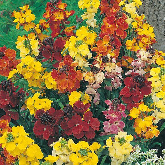 Mr Fothergill's - WALLFLOWER Choice Mixed Seeds Flower Seeds | Snape & Sons