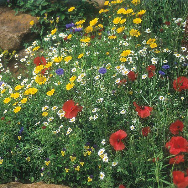 Mr Fothergill's - WF Cornfield Mixture Seeds Flower Seeds | Snape & Sons