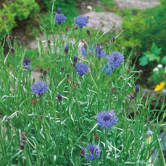 Mr Fothergill's - WF Cornflower Seeds Flower Seeds | Snape & Sons