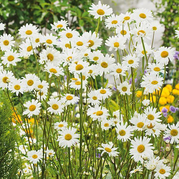 Mr Fothergill's - WF Ox Eye Daisy Seeds Flower Seeds | Snape & Sons