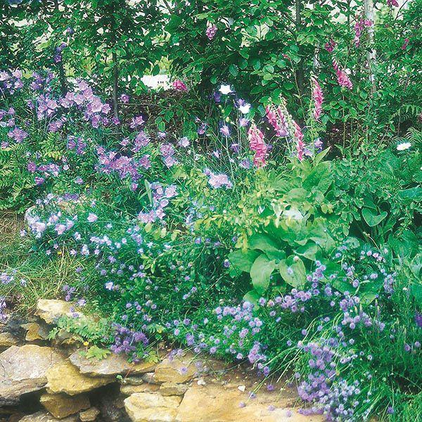 Mr Fothergill's - WF Woodland Mixture Seeds Flower Seeds | Snape & Sons