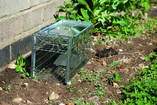 The Big Cheese - Ultra Power Rat Cage Trap Rodent Control | Snape & Sons