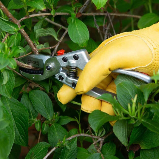 Razor Cut Anvil Secateurs